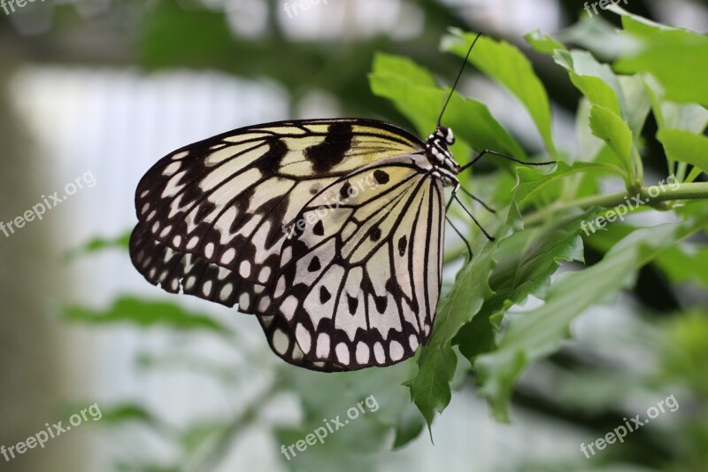 Butterfly Chess Board Nature Garden White Baumnymphe