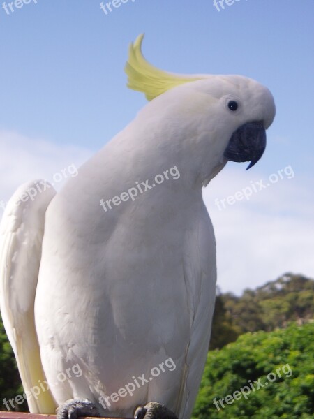 Cockatoo Tropical Parrot Bird Fauta