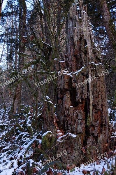 Stump Wood Forest Snow Winter