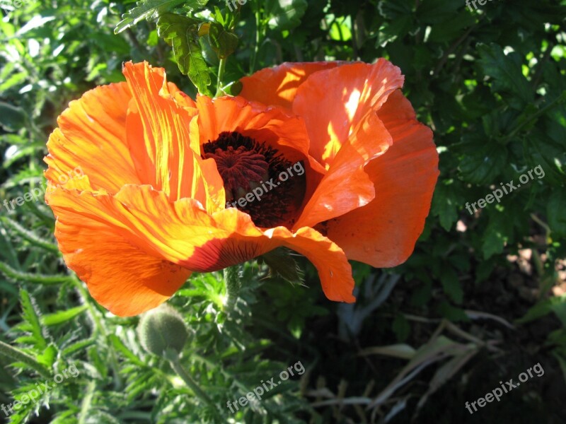 Poppy Flower Yellow Red Stripes Lichtspiel Free Photos