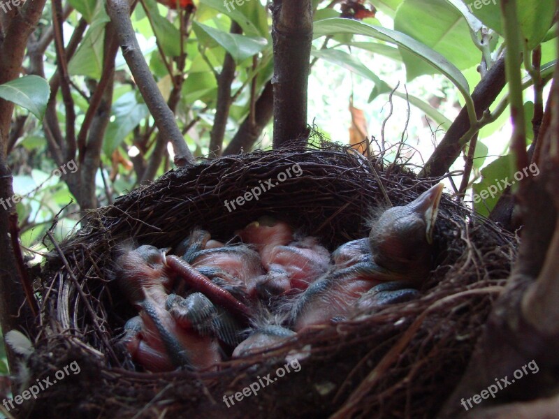 Nature Nest Blackbird Bird Bird's Nest