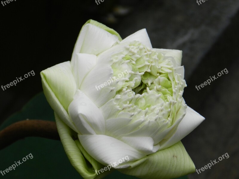 Lotus Flower Thailand White Petals Pond