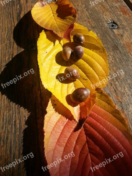 Autumn Leaves Acorn Autumn Free Photos