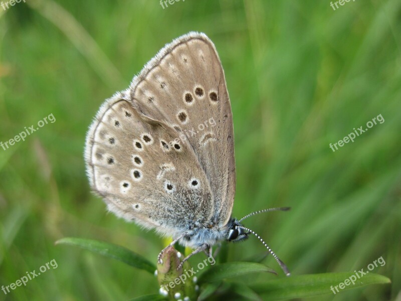 Butterfly Endangered Hunneröds Bog Free Photos