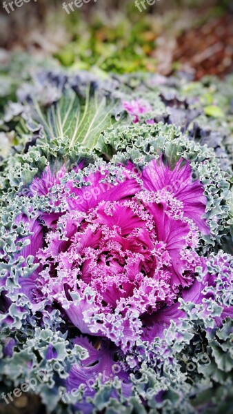 Cabbage Green Vegetable Purple Free Photos