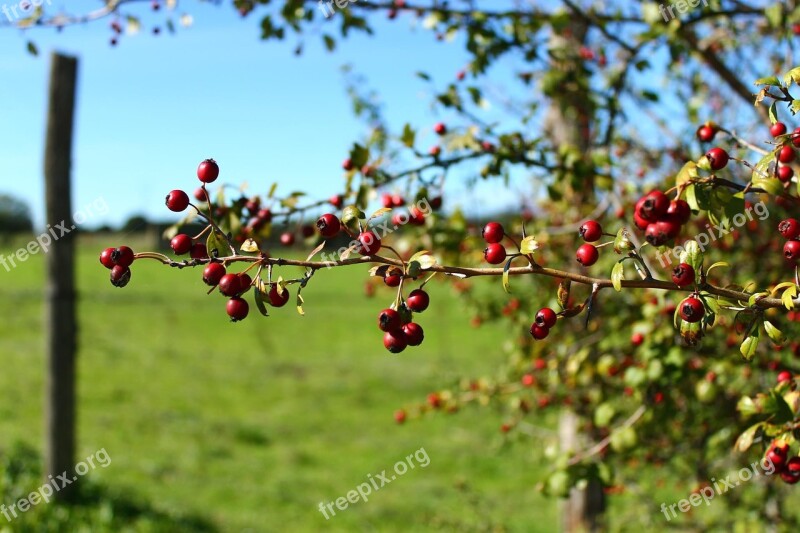 Heather Valley Nature Spain Plant