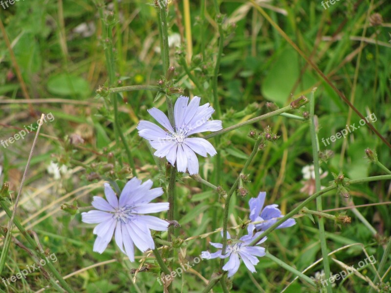 Flower Blue Flower Wild Flower Meadow Plant