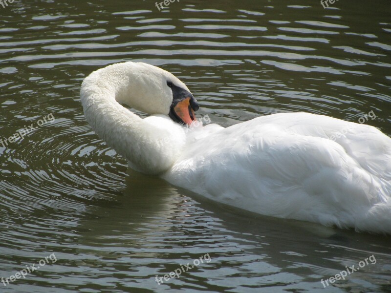 Swan White Swan Feathers Bird Wildlife