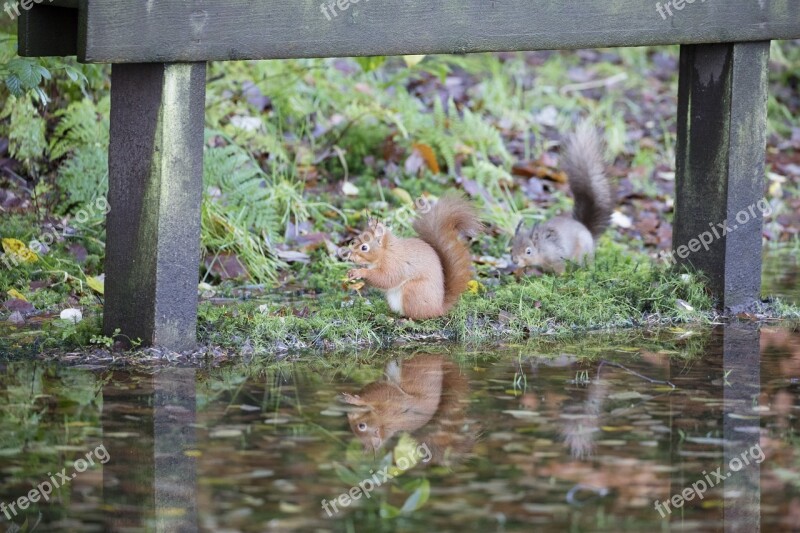 Red Squirrel Wildlife Forest Sciurus Vulgaris