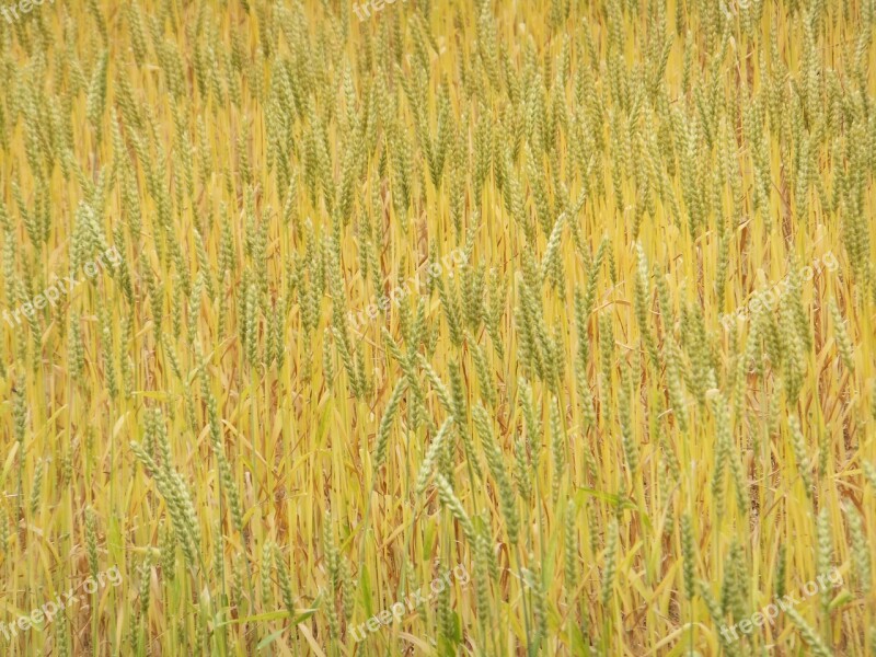 Barley Field Nature Plant Free Photos