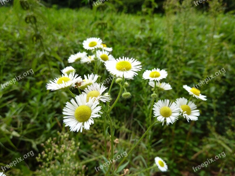 Chamomile Herbs Grassland Plants White Free Photos