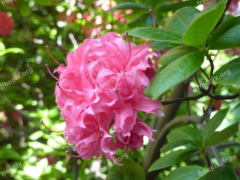 Azalea Blossom Bloom Pink Bush