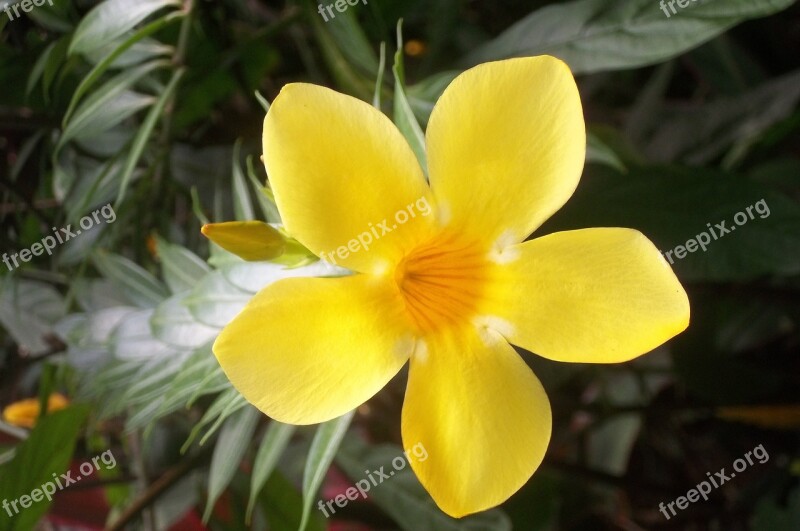 Exotic Flower Nature Garden Valombreuse Guadeloupe Free Photos