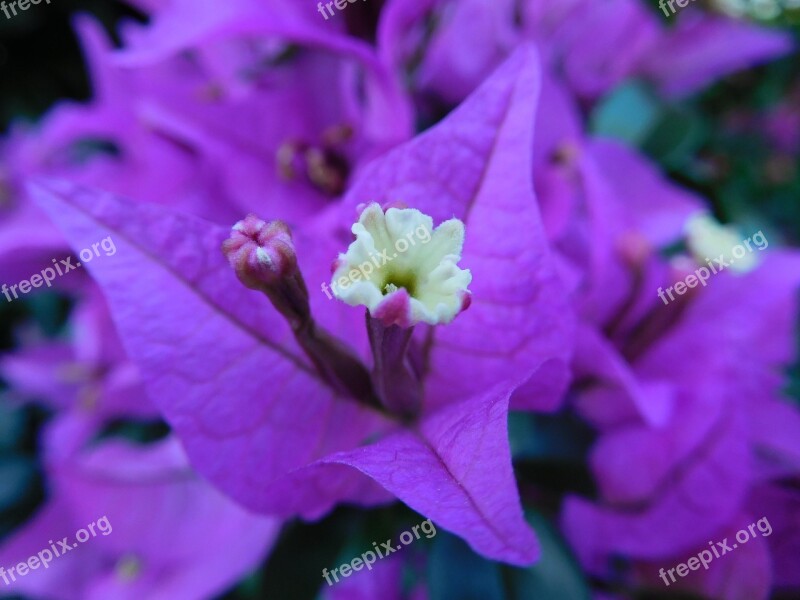 Bougainvillea Flower Plant Flora Bloom