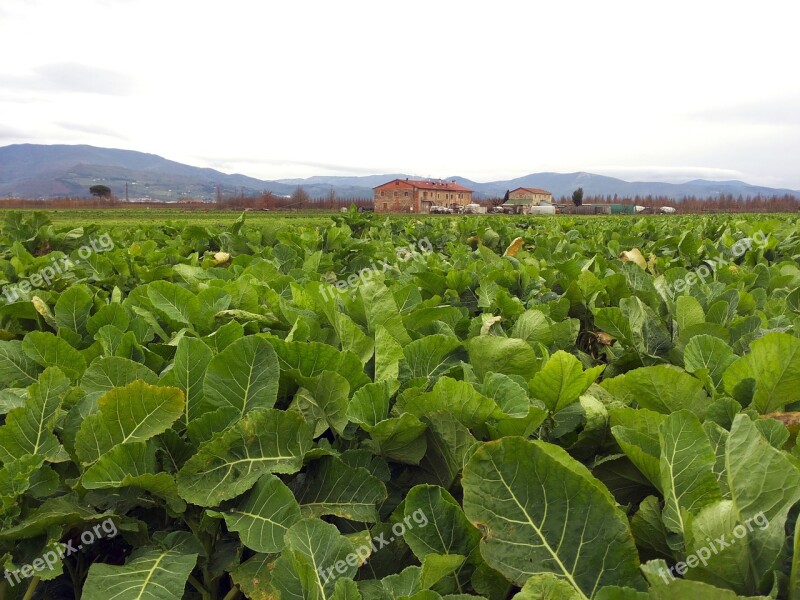 Cultivation Vegetables Agriculture Italy Tuscany