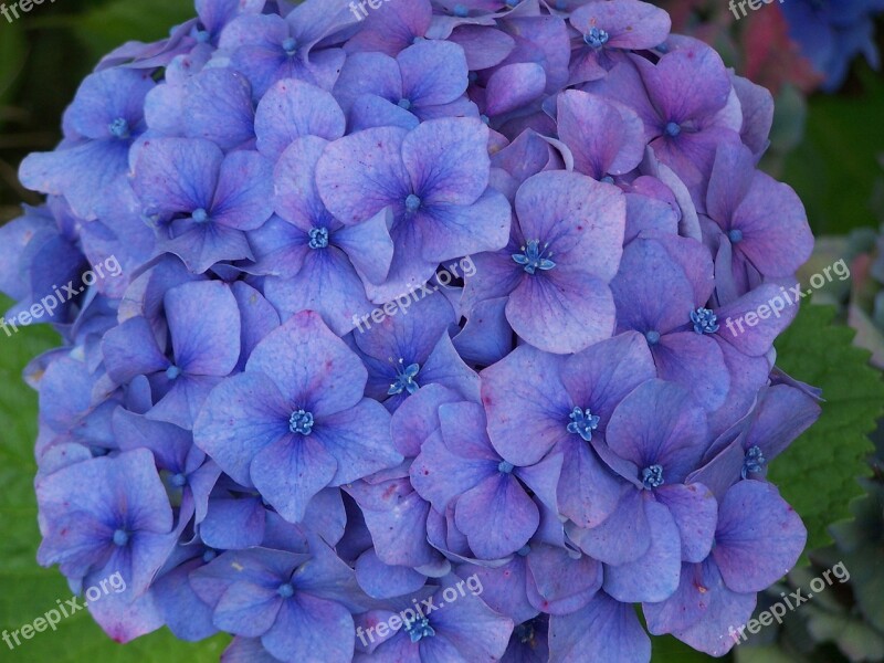 Hydrangea Blue Flower Brittany Blue Flowers