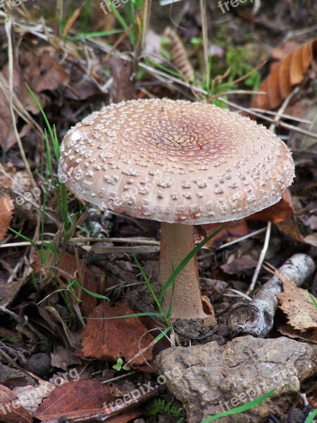 Fungus Fall Forest Mushrooms Nature Forest