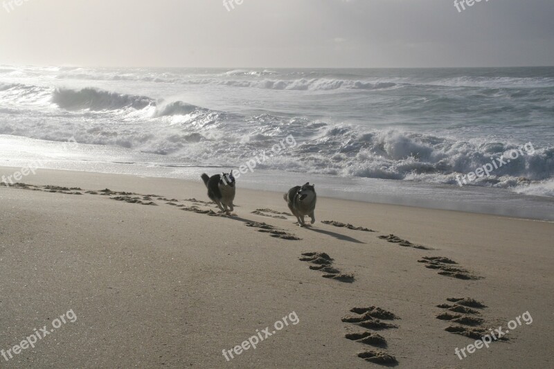 Dogs Running Husky Galician Beach Free Photos