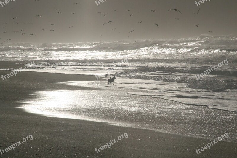 Beach Sea Galicia Husky Freedom