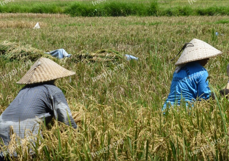 Bali Rice Fields Chineese Hats Free Photos