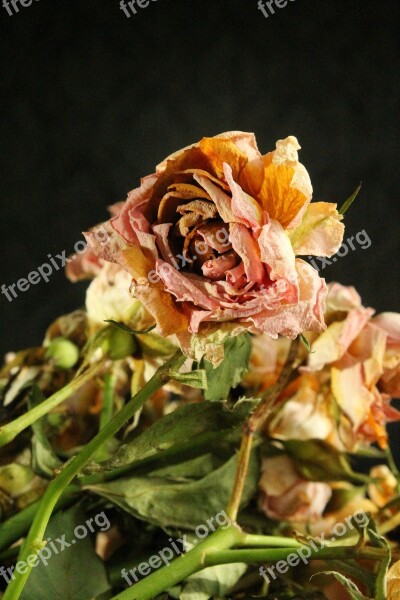 Flower Flowers Rose Bouquet Dry