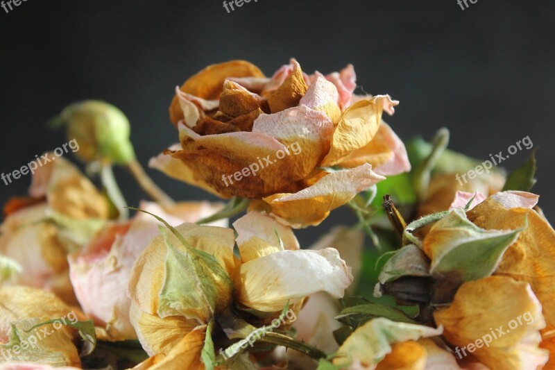 Flower Flowers Rose Bouquet Dry