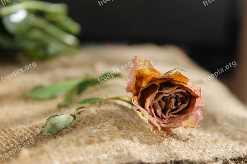 Flower Flowers Rose Bouquet Dry