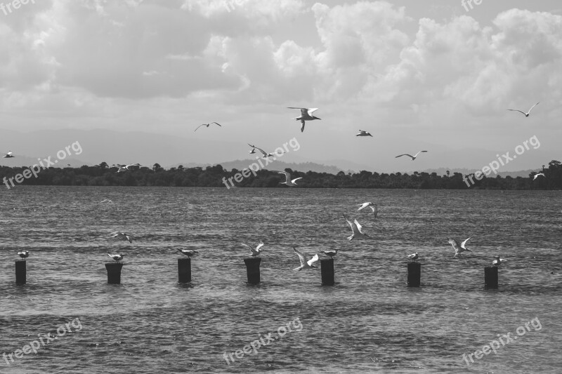 Sea Ocean Seagull Birds Flock