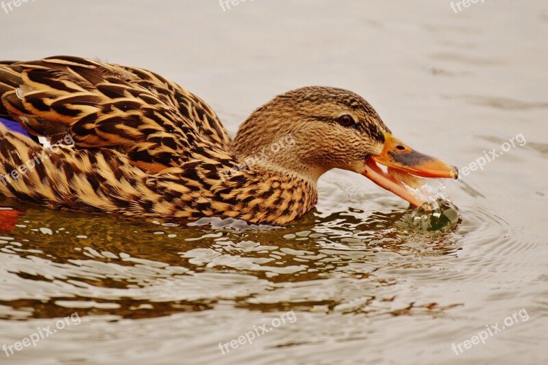 Duck Water Bird Eat Feed Bread