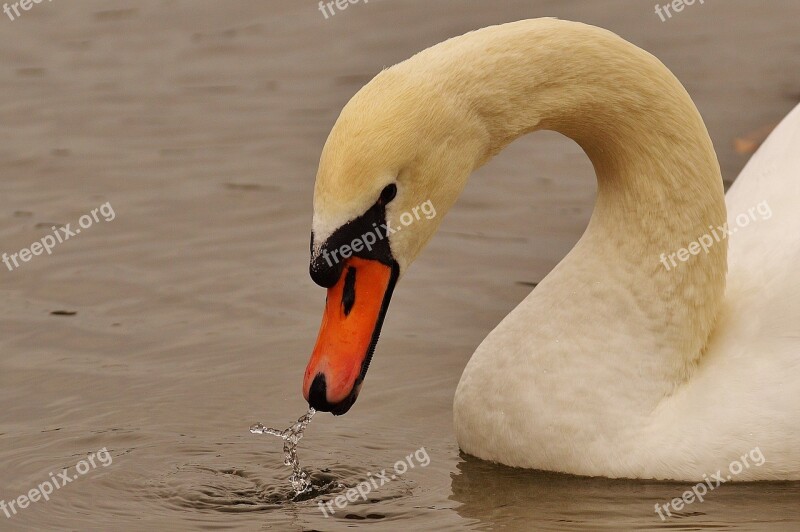 Swan Water Bird Animal World Pride Bird