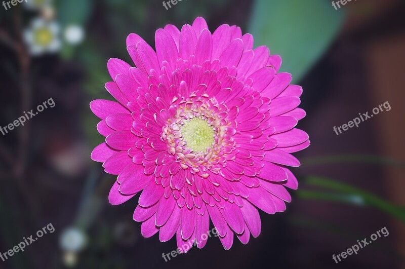 Gerbera Pink Blossom Bloom Plant