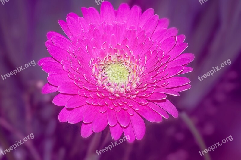 Gerbera Schnittblume Pink Flower Blossom