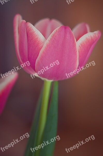 Tulip Flower Plant Pink And White Beautiful