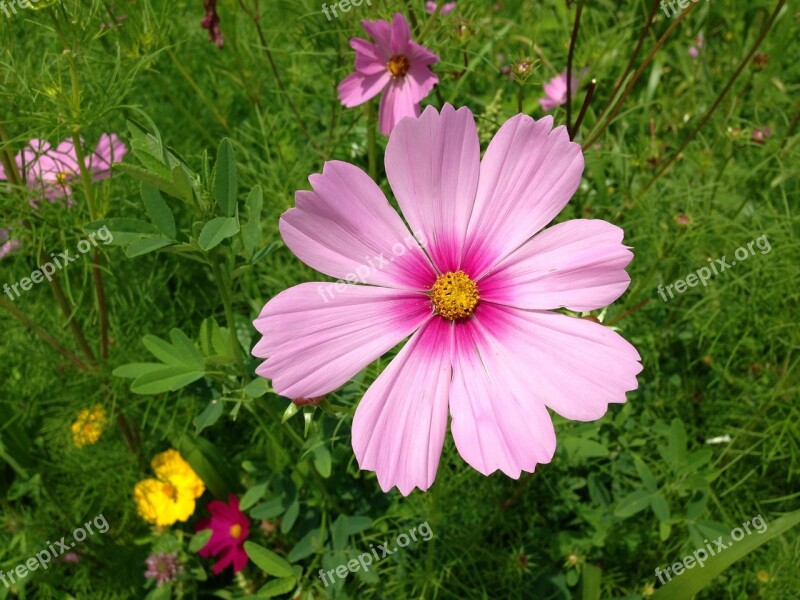 Ornamental Plant Cosmos Violet Light Purple Light Pink