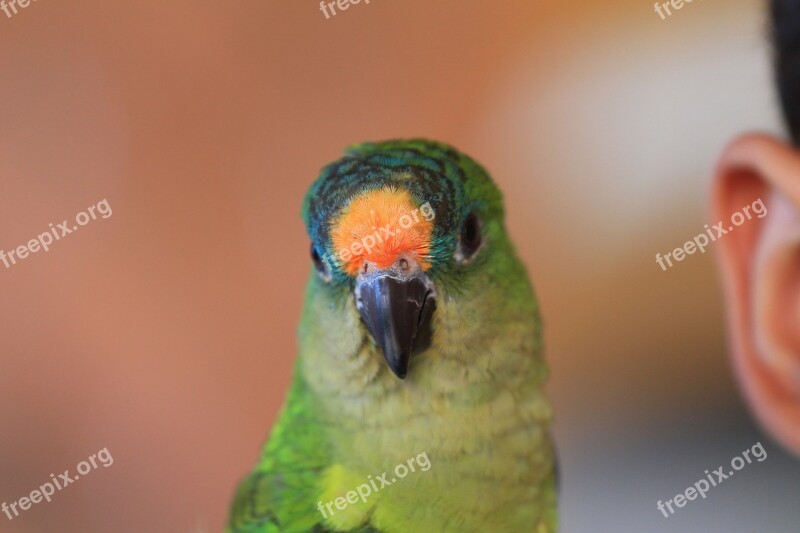 Bird Parrot Pet Bird Tropical Bird Green