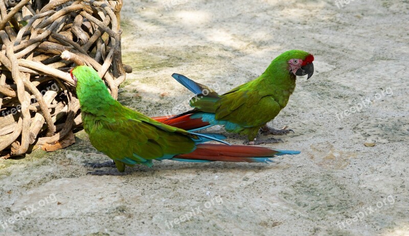 Parrot Bird Colorful Nature Cute