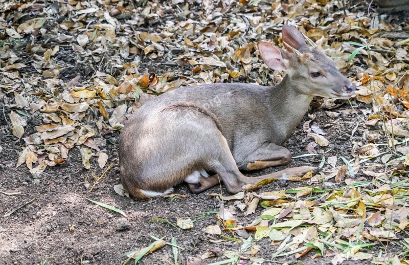 Deer Nature Resting Wildlife Mammal