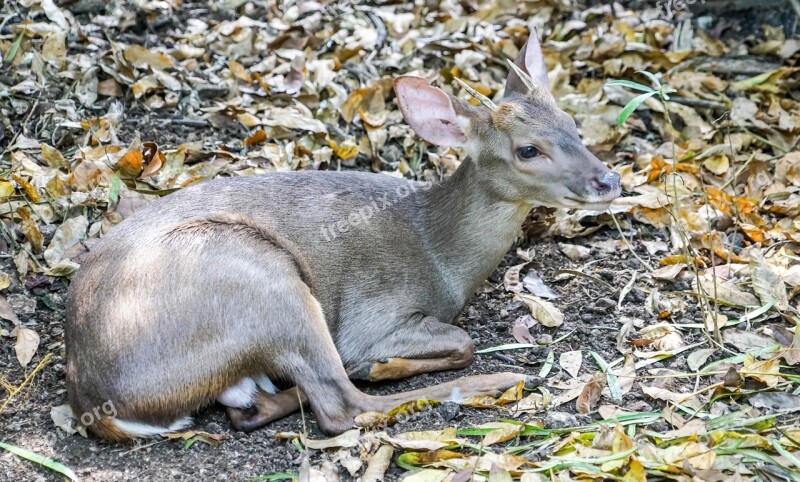 Deer Nature Resting Wildlife Mammal