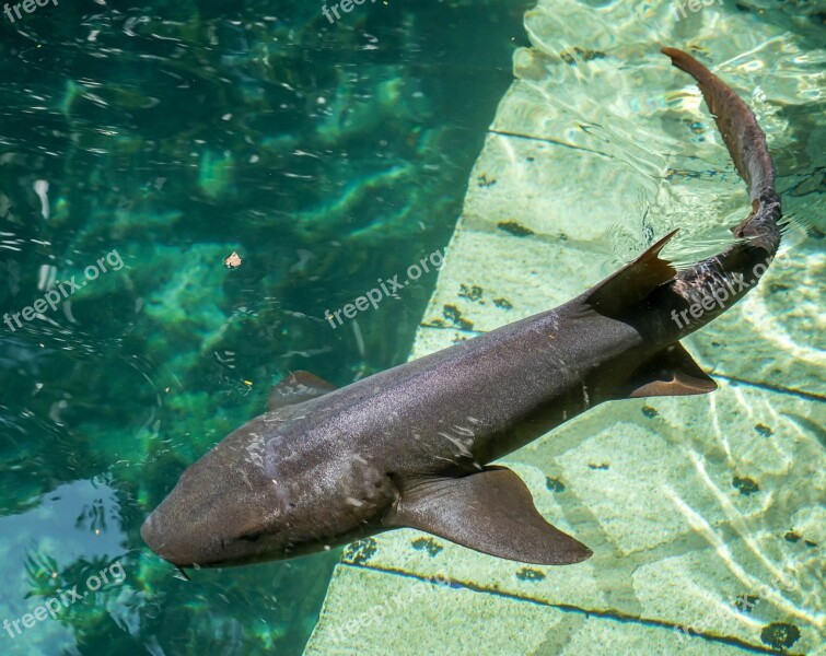 Shark Swimming Water Underwater Predator