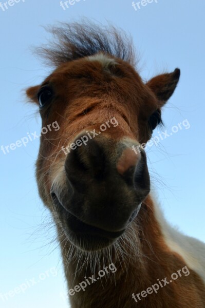 Foal Horse Animal Mammal Pasture