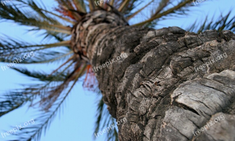 Palm Tree Trunk Tree Background Texture