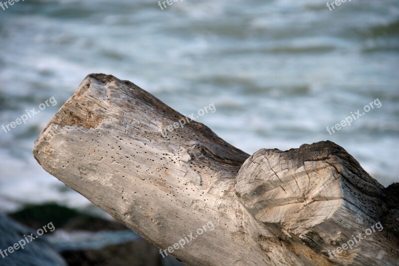 Wood Sea Wooden Log Old Wood Free Photos