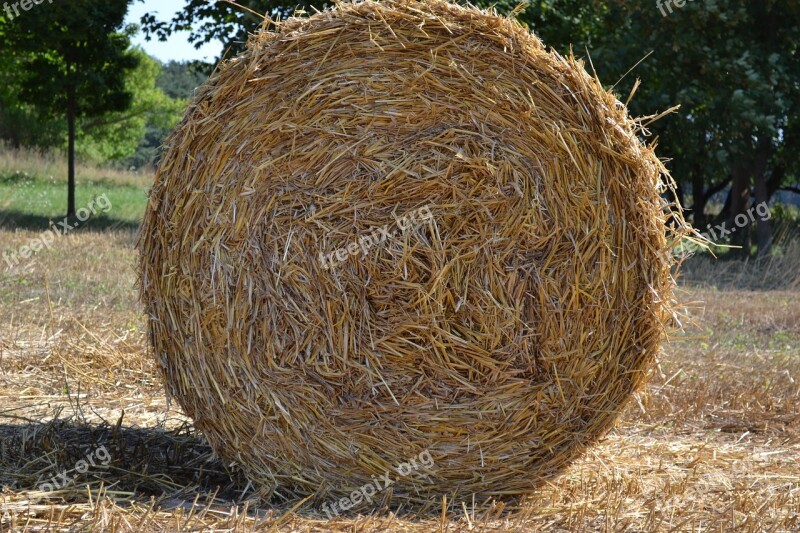 Straw Bales Straw Round Bales Field Agriculture