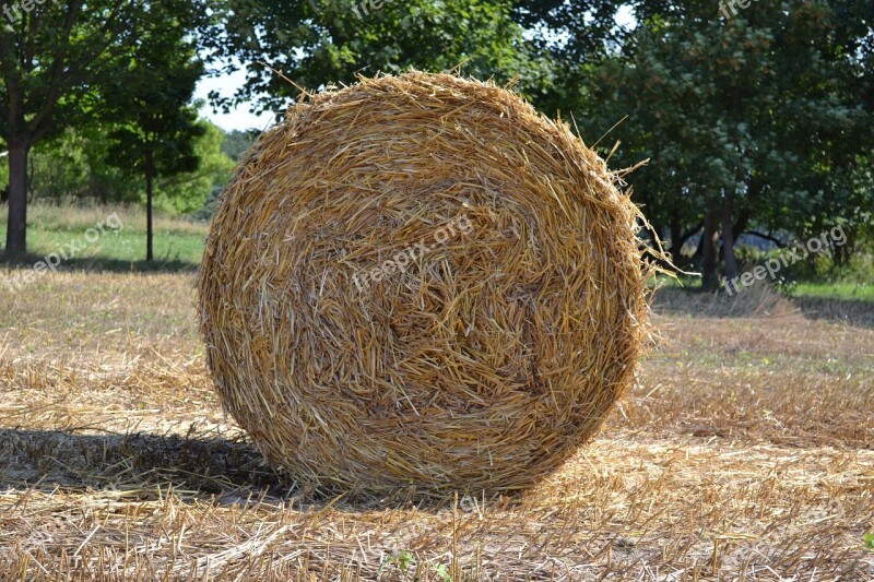 Straw Straw Role Agriculture Round Bales Harvested