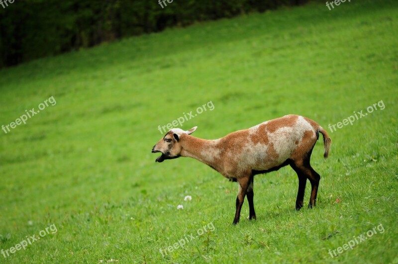 Animal Sheep Ram Pasture Land Grass