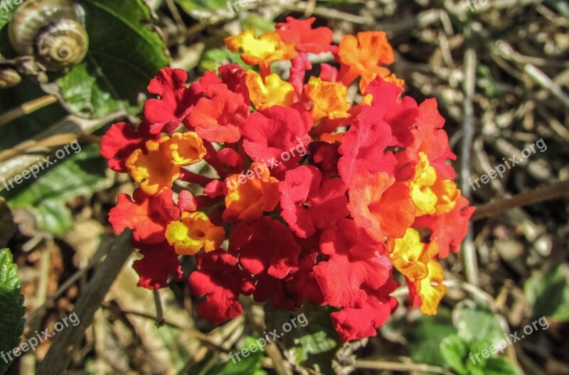 Lantana Flowers Floral Nature Blossom