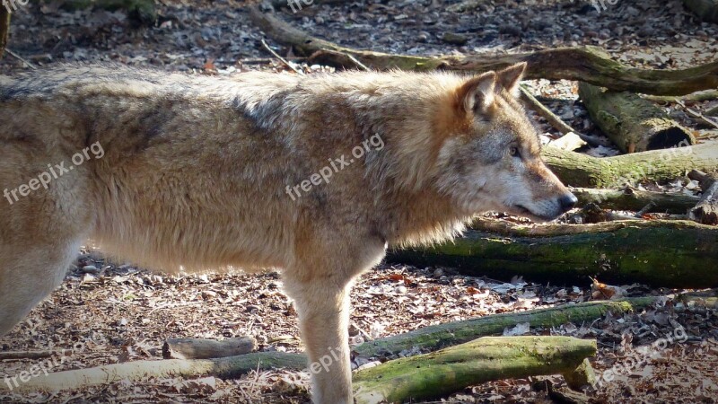 Wolf Wild Animal Predator Carnivores Animal World