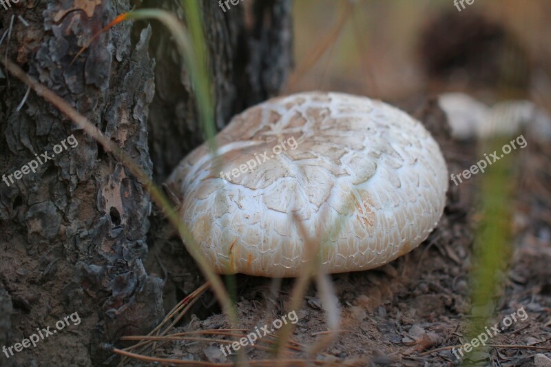 Mushroom Fungi Fungus Nature Free Photos