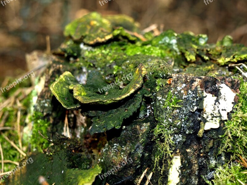 Hub Forest Nature Green Mushroom