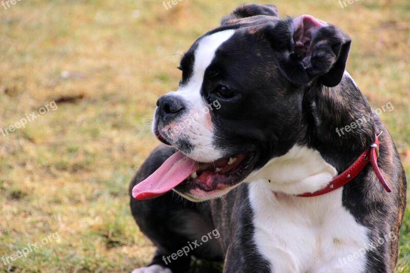 Boxer Dog Dog Look Pet Rest